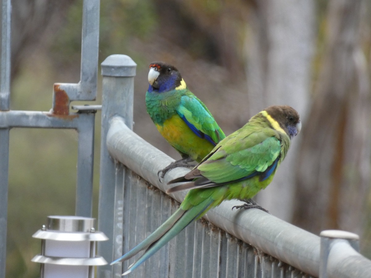 Australian Ringneck (Twenty-eight) - Tony King