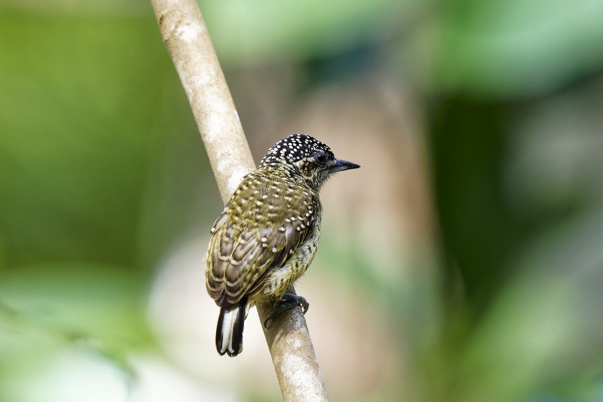 Golden-spangled Piculet (Buffon's) - ML615667623