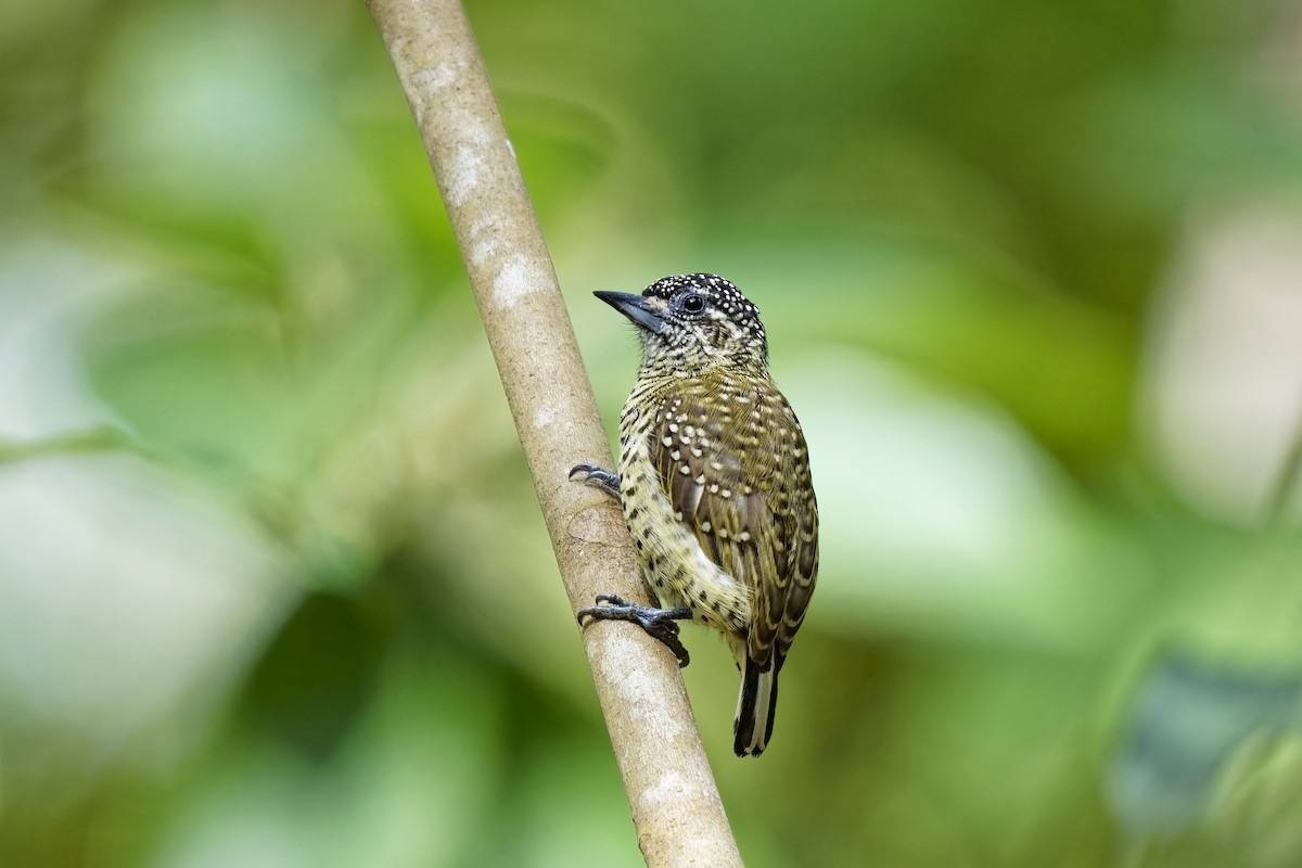 Golden-spangled Piculet (Buffon's) - ML615667624