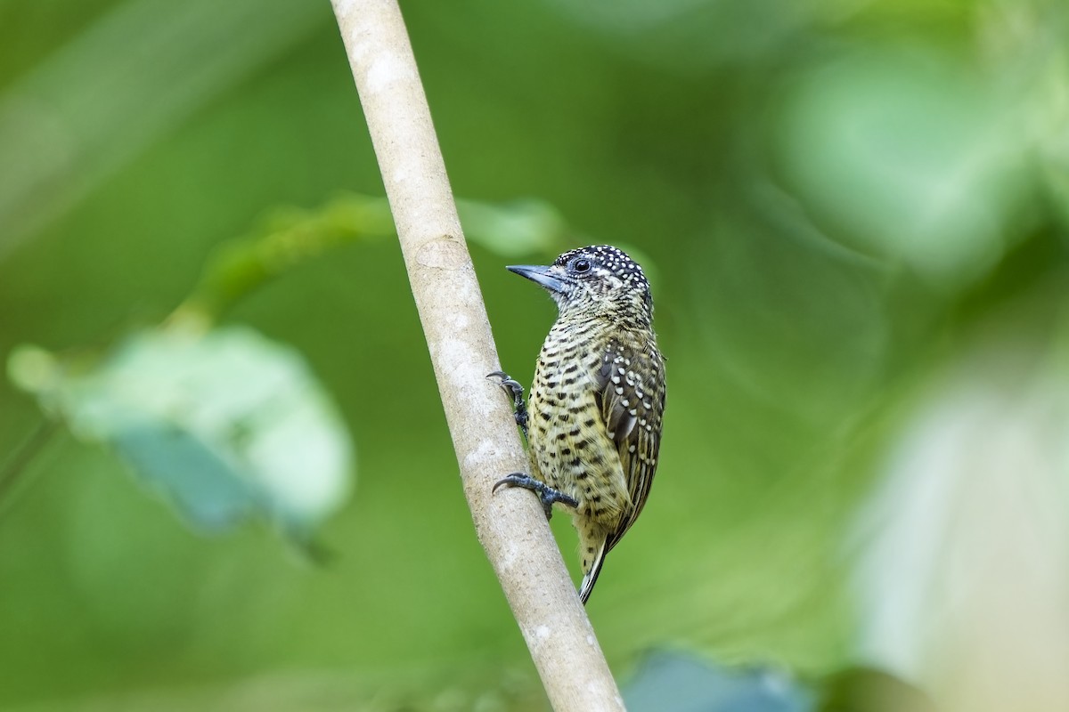 Golden-spangled Piculet (Buffon's) - ML615667625