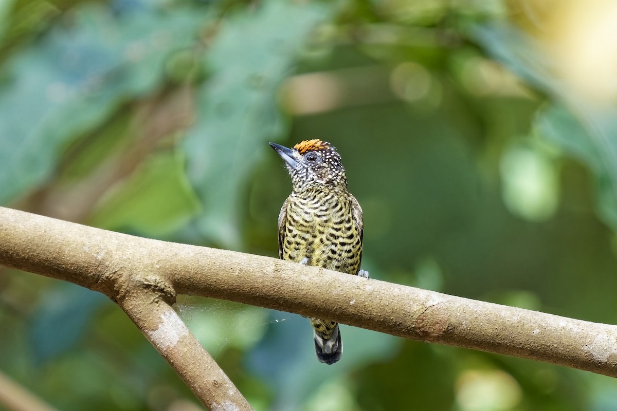 Golden-spangled Piculet (Buffon's) - ML615667639