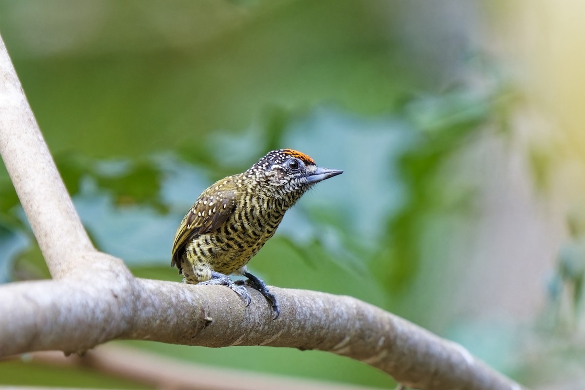 Golden-spangled Piculet (Buffon's) - ML615667645