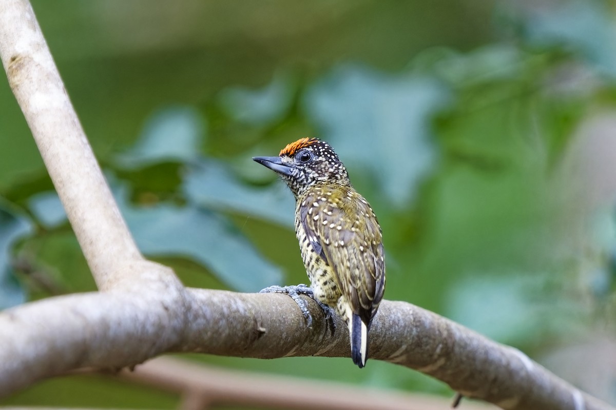 Golden-spangled Piculet (Buffon's) - ML615667651