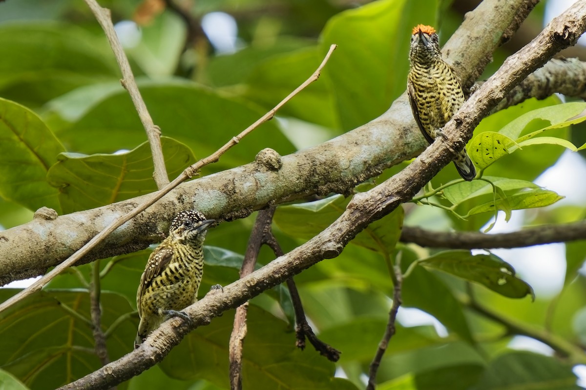 Golden-spangled Piculet (Buffon's) - ML615667654