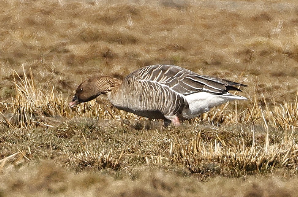 Pink-footed Goose - Mark Dennis