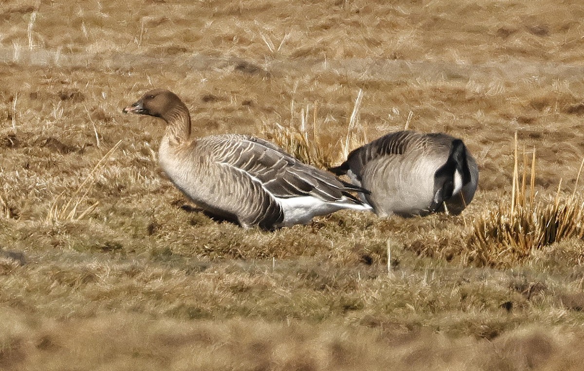 Pink-footed Goose - Mark Dennis