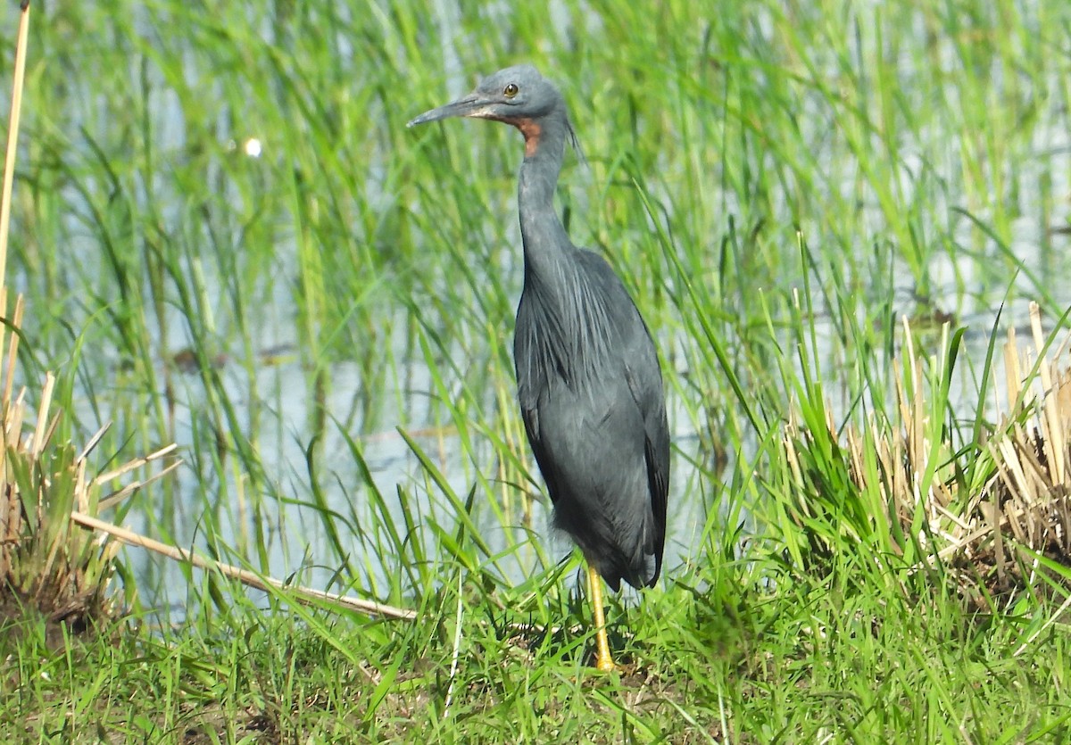 Slaty Egret - ML615667677