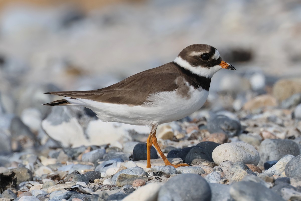 Common Ringed Plover - Michal Bouček