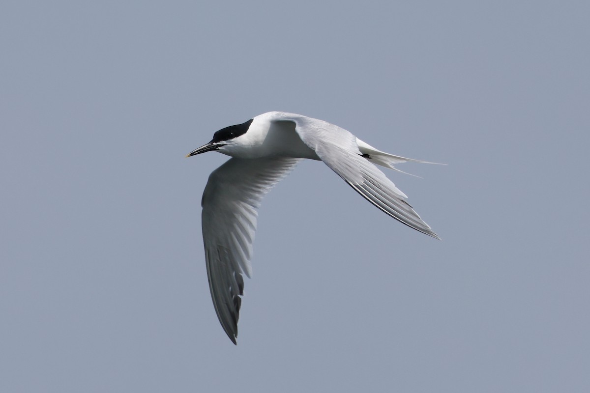 Sandwich Tern - ML615667709