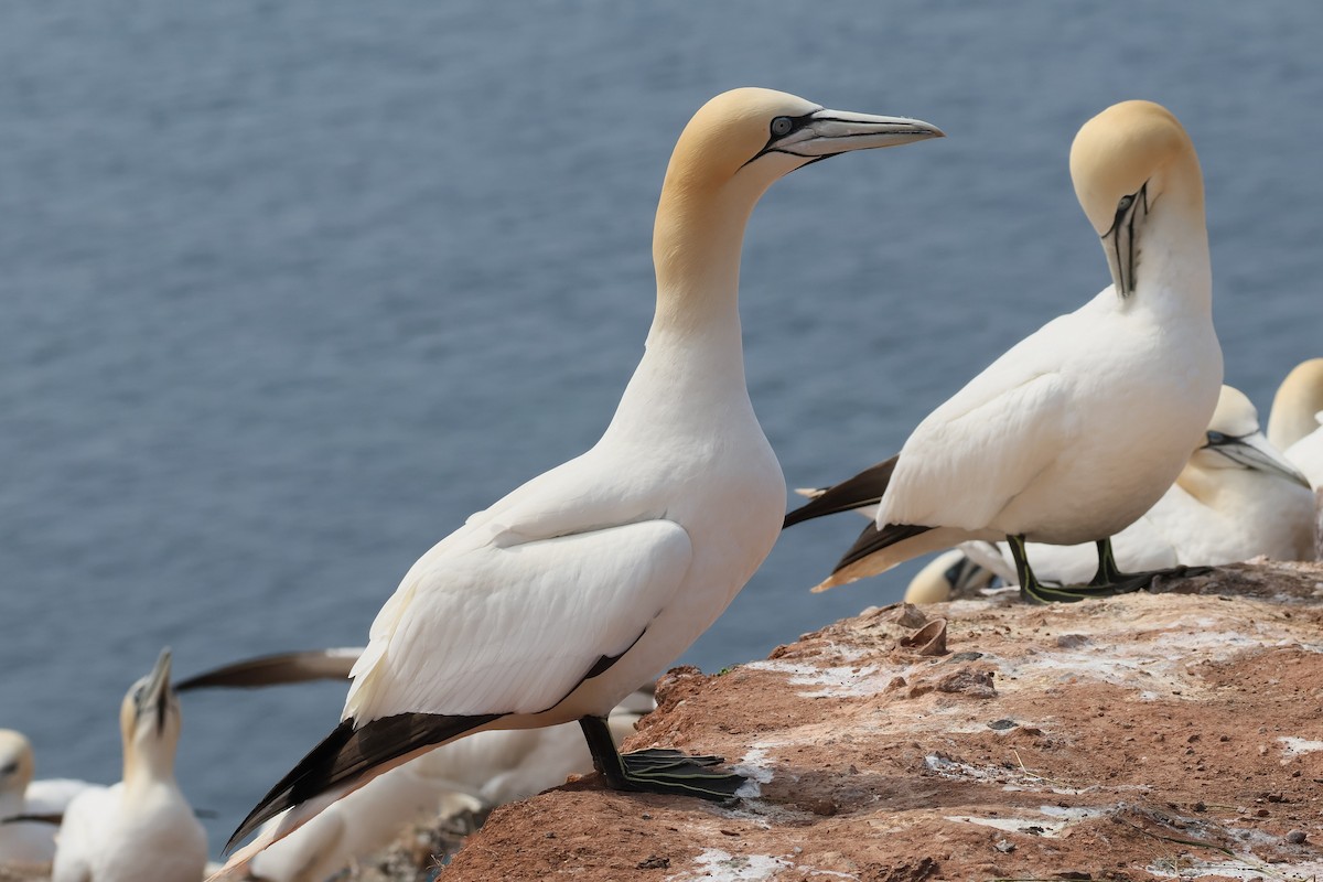 Northern Gannet - Michal Bouček