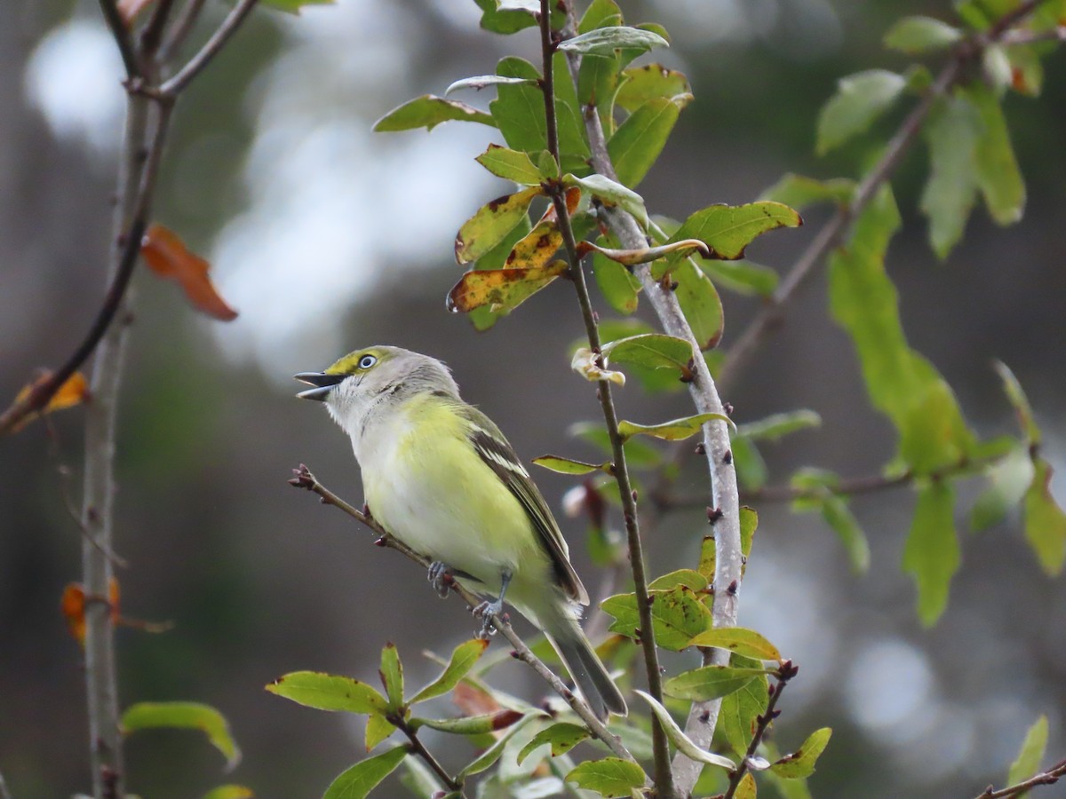 Ak Gözlü Vireo - ML615667740