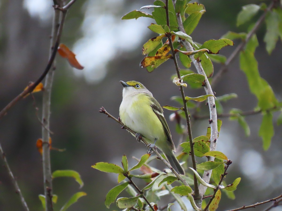 Ak Gözlü Vireo - ML615667744