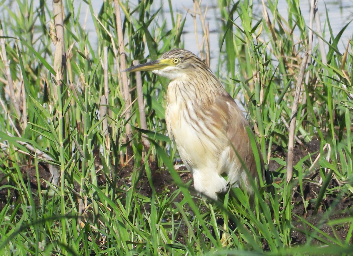 Squacco Heron - ML615667745