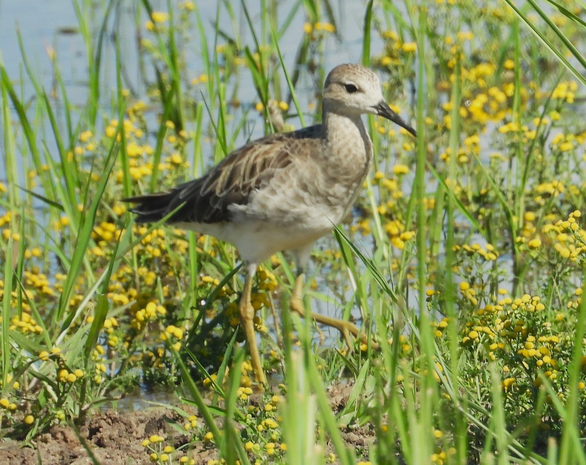 Kampfläufer - ML615667762