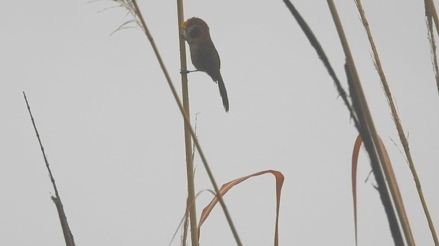 Spot-breasted Parrotbill - ML615667806