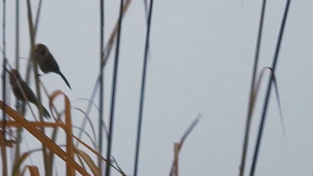 Spot-breasted Parrotbill - ML615667807