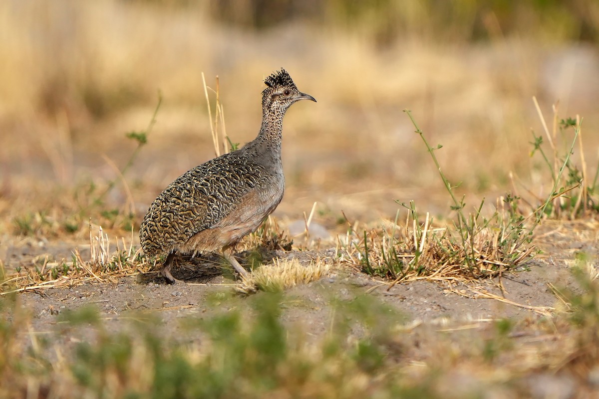 Ornate Tinamou - Daniel López-Velasco | Ornis Birding Expeditions