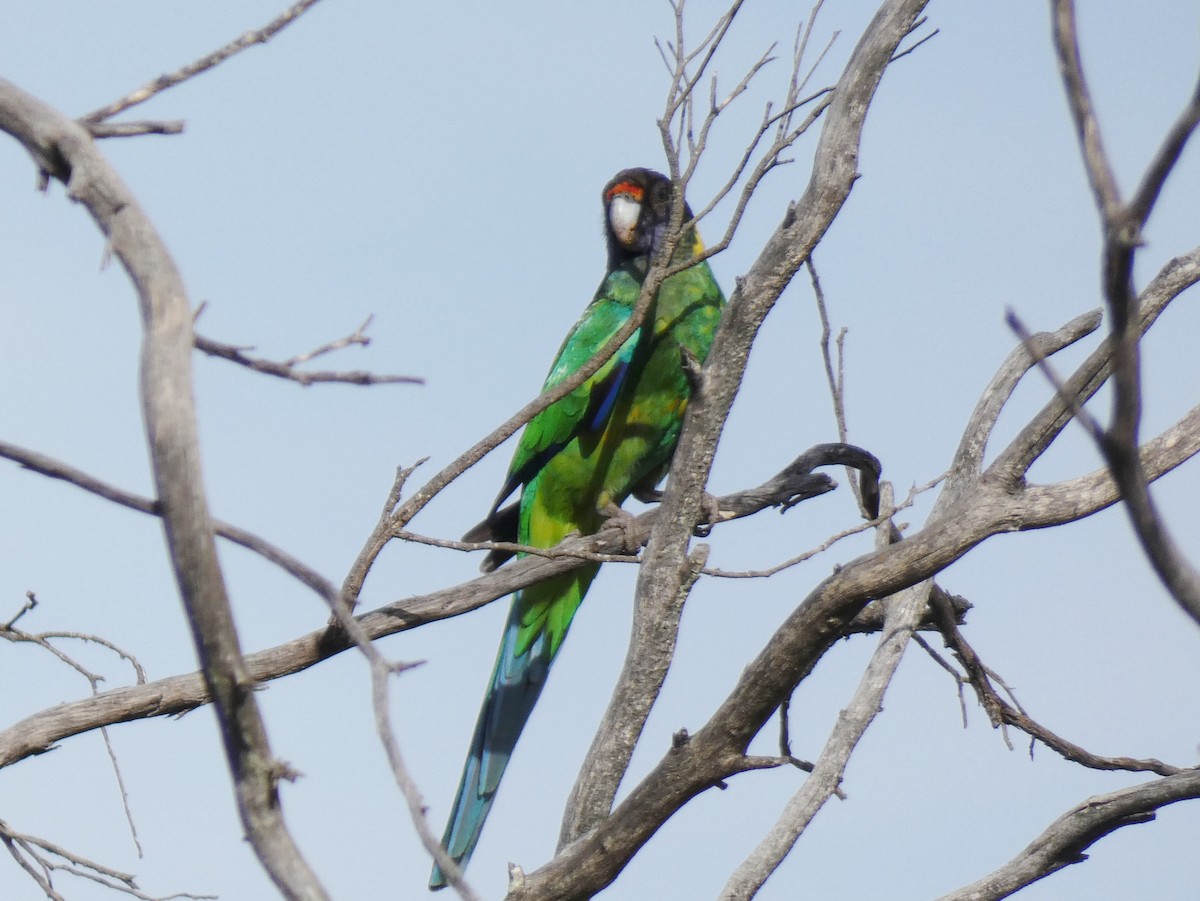 Воротничковый попугай (semitorquatus) - ML615667824