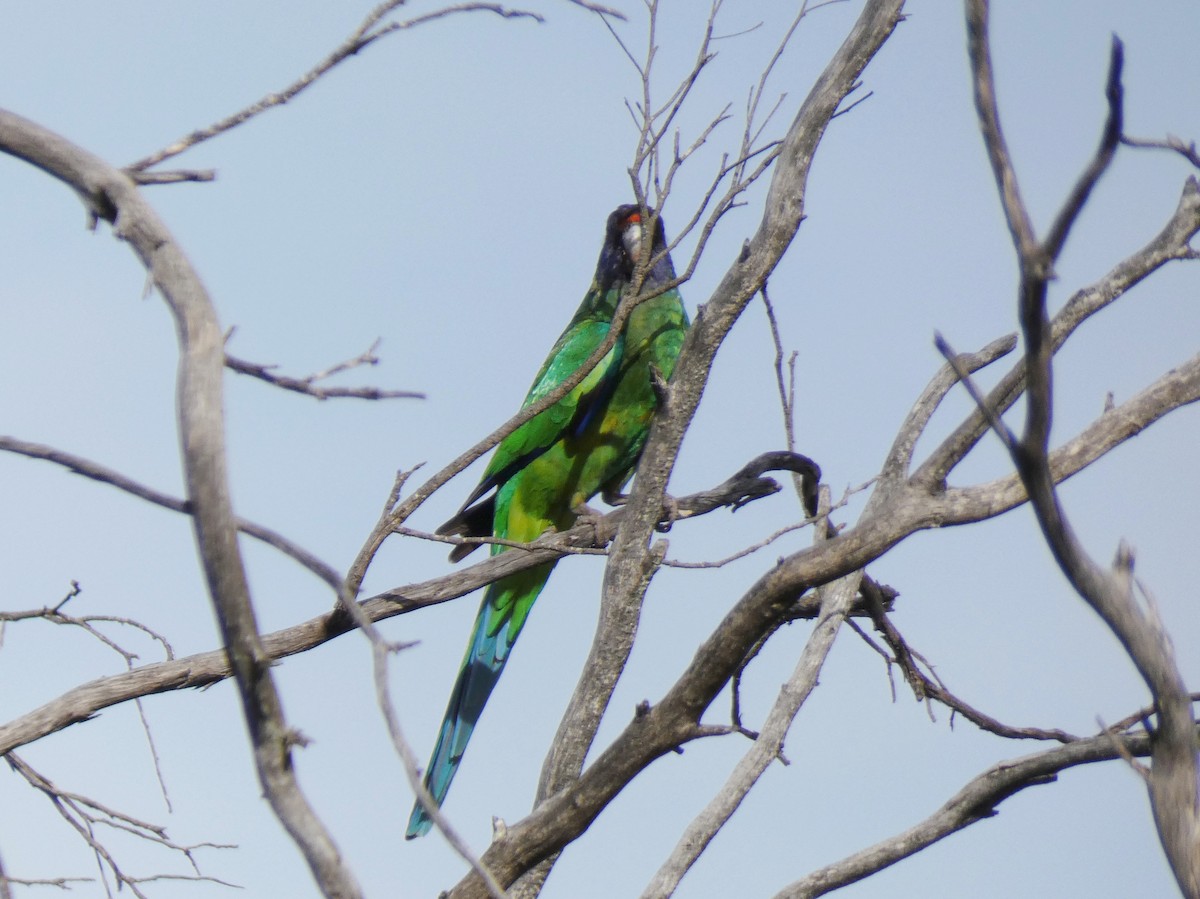 Воротничковый попугай (semitorquatus) - ML615667825