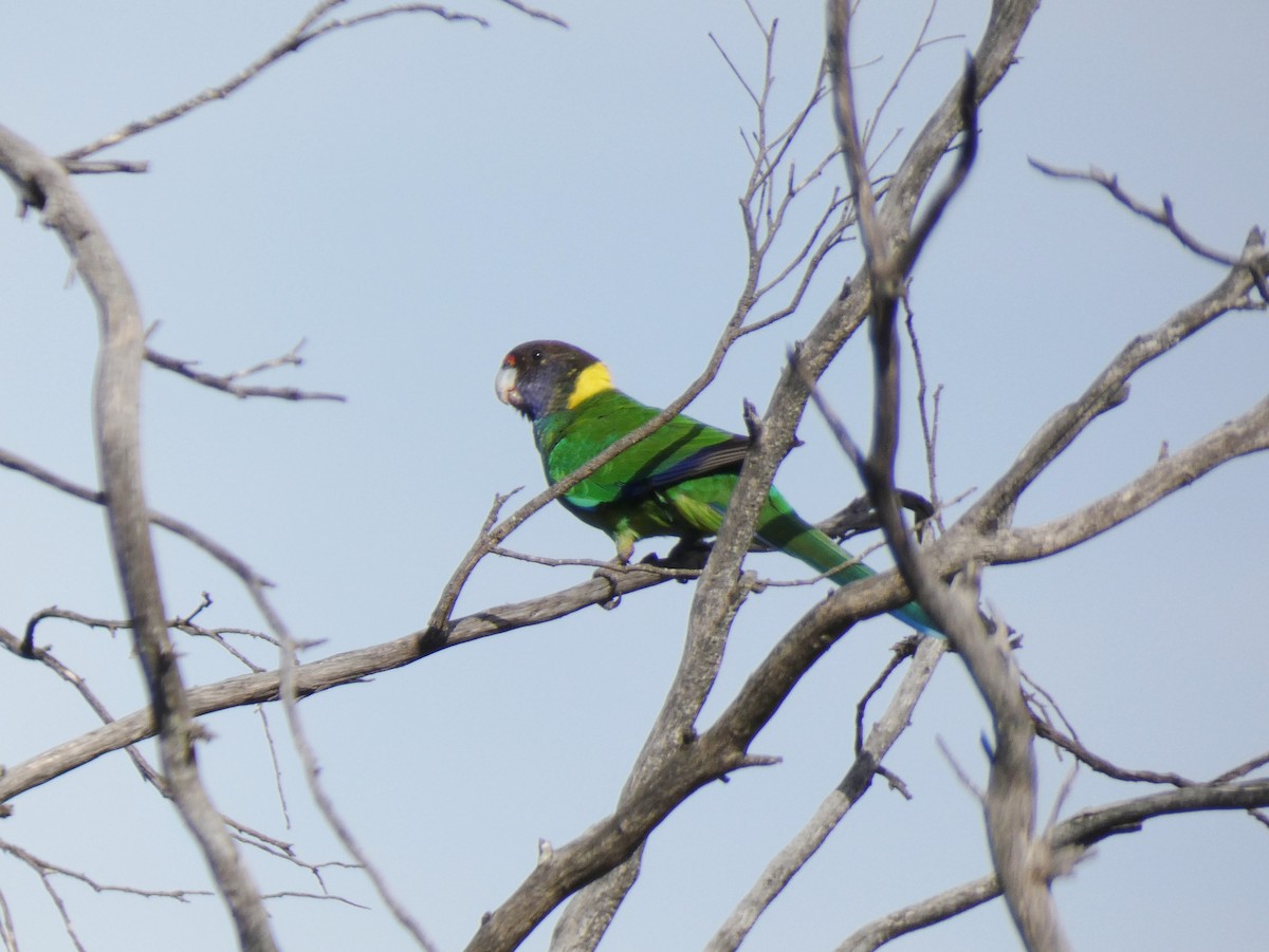 Воротничковый попугай (semitorquatus) - ML615667826