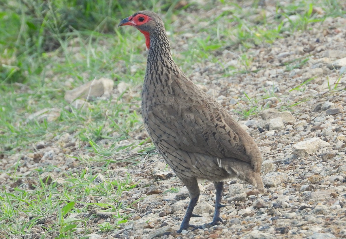 Swainson's Spurfowl - ML615667827