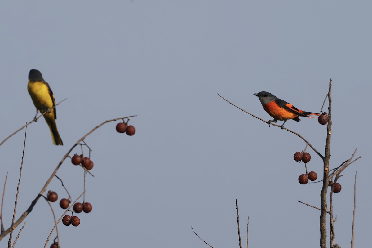 Gray-chinned Minivet - ML615667843