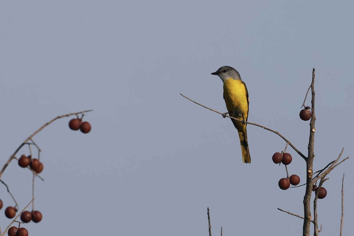 Gray-chinned Minivet - ML615667844