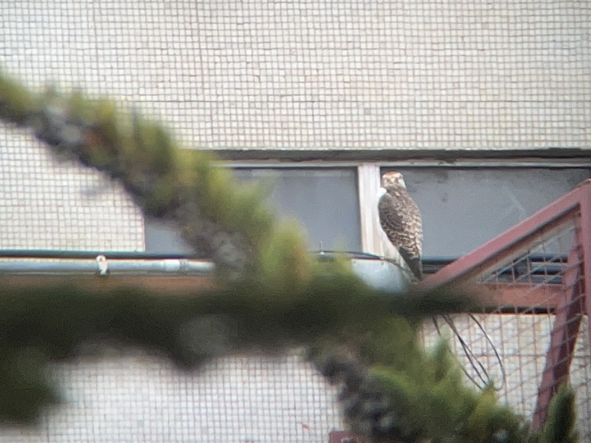 Peregrine Falcon (South American) - ML615667864