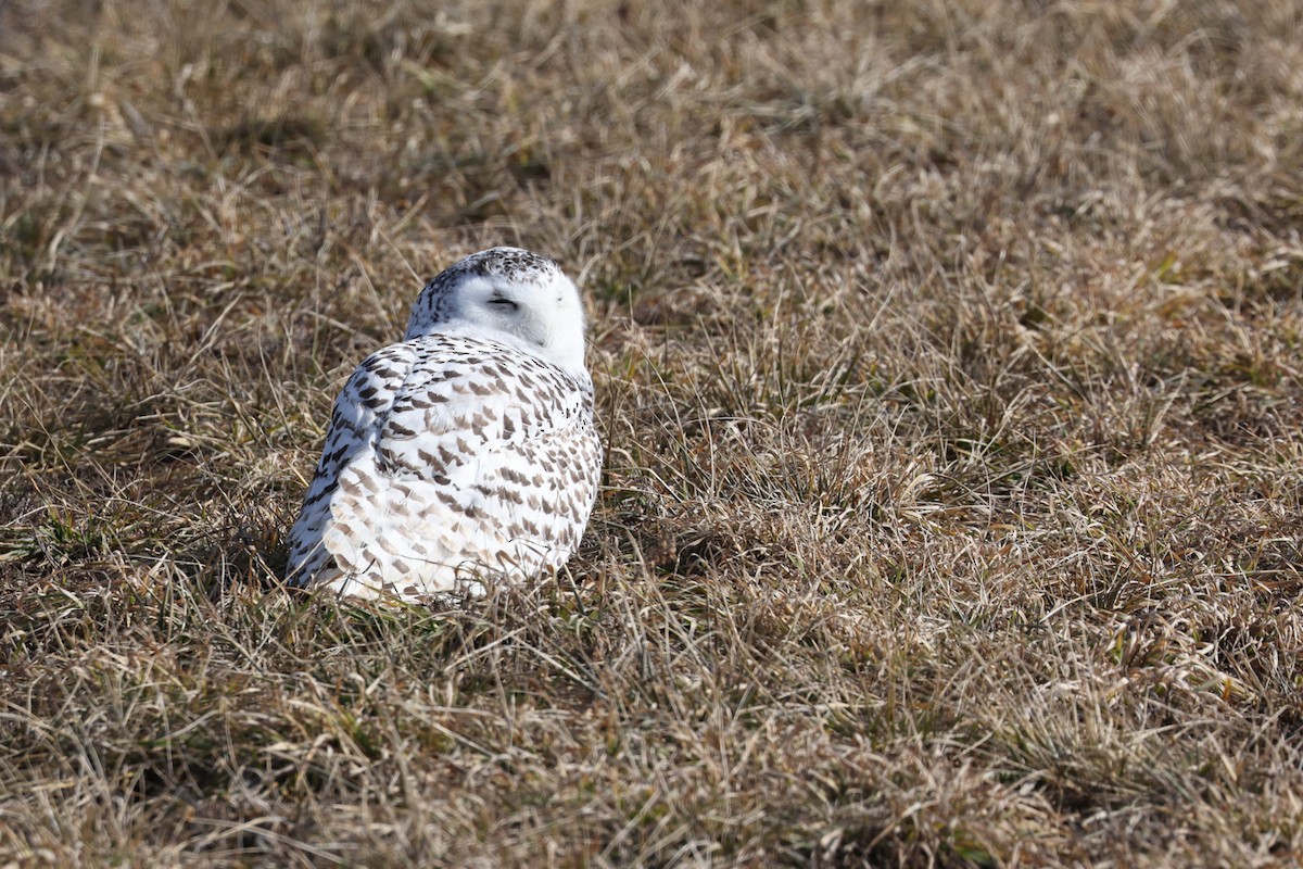 Snowy Owl - ML615667872