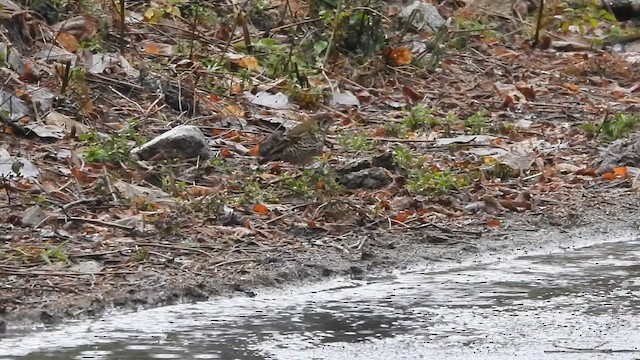 Long-tailed Thrush - ML615667888