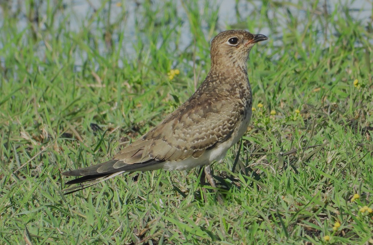 Collared Pratincole - ML615667891