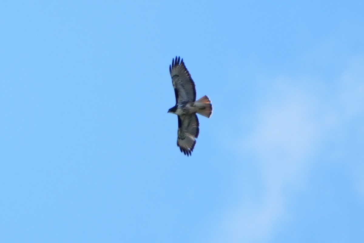 Rufous-tailed Hawk - Daniel López-Velasco | Ornis Birding Expeditions