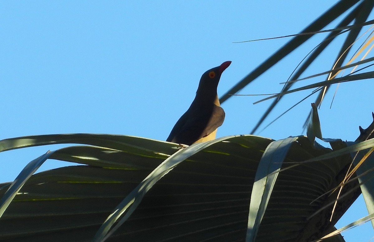 Red-billed Oxpecker - ML615667998