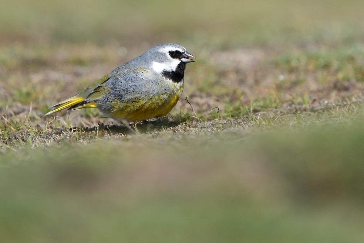 White-bridled Finch (Fuegian) - ML615668002