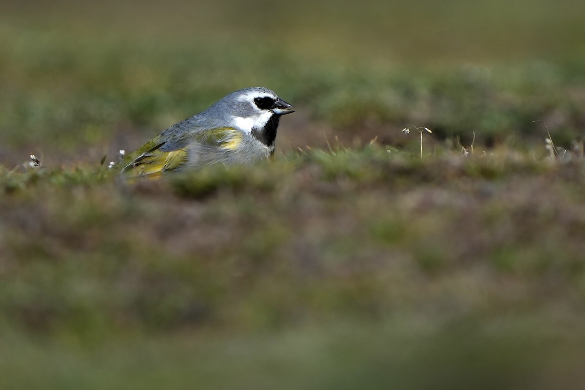 White-bridled Finch (Fuegian) - ML615668003