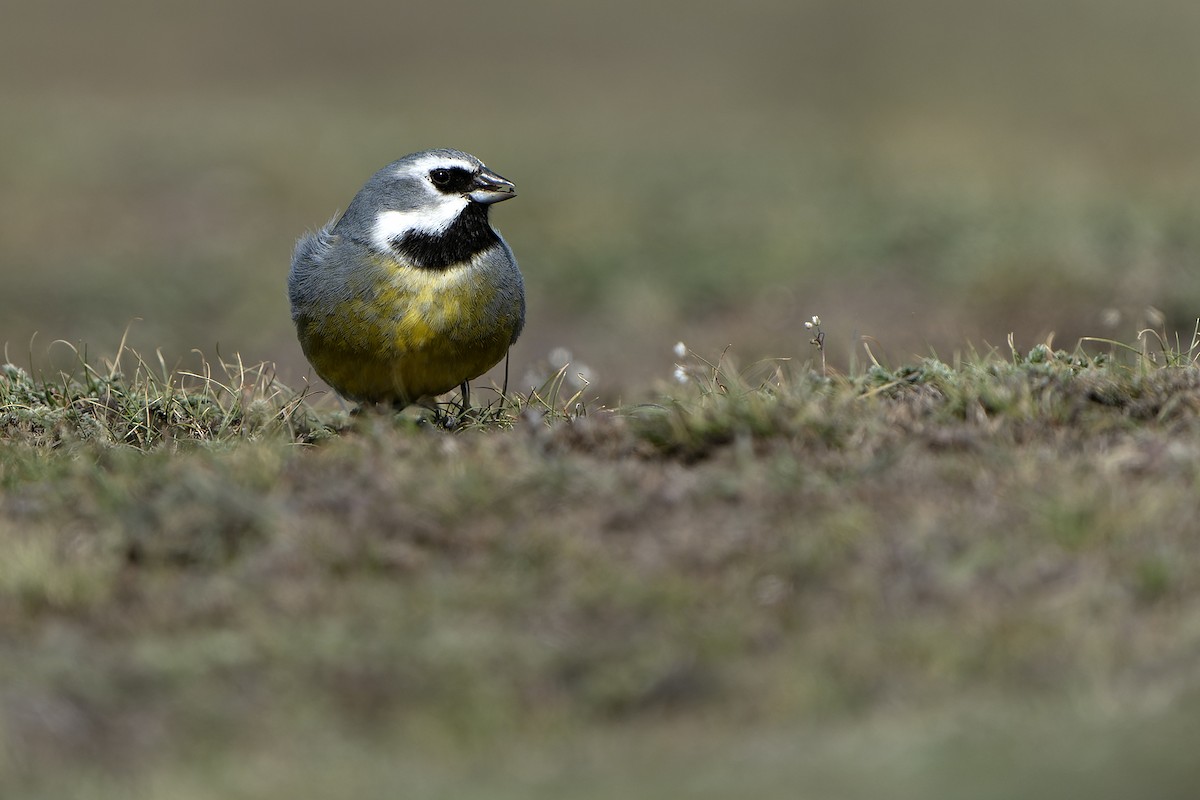 White-bridled Finch (Fuegian) - ML615668004