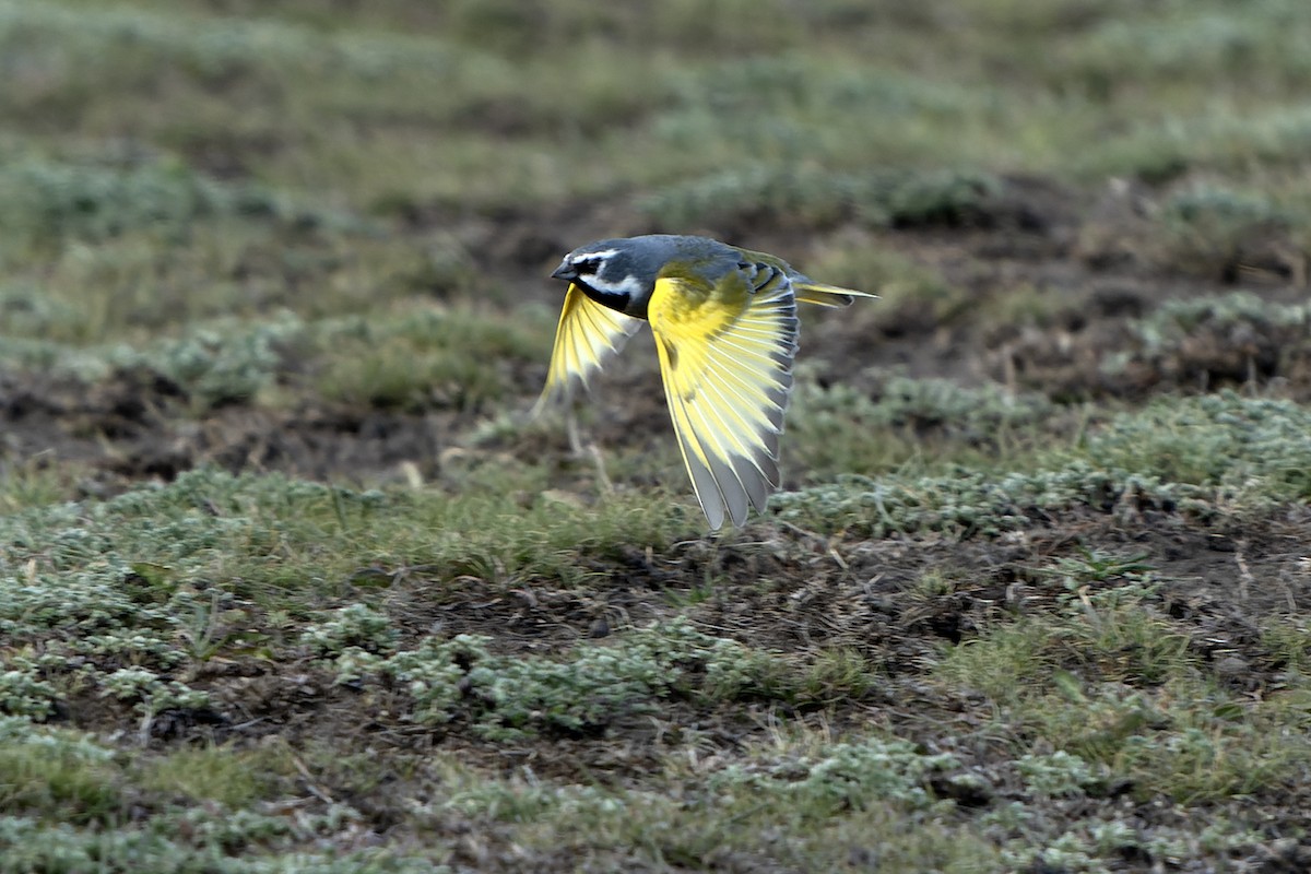 White-bridled Finch (Fuegian) - Daniel López-Velasco | Ornis Birding Expeditions