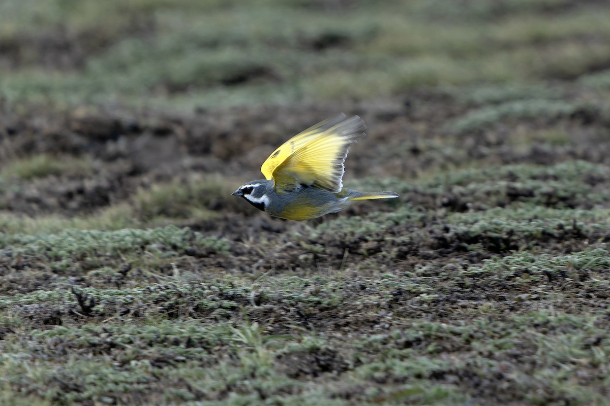 White-bridled Finch (Fuegian) - Daniel López-Velasco | Ornis Birding Expeditions