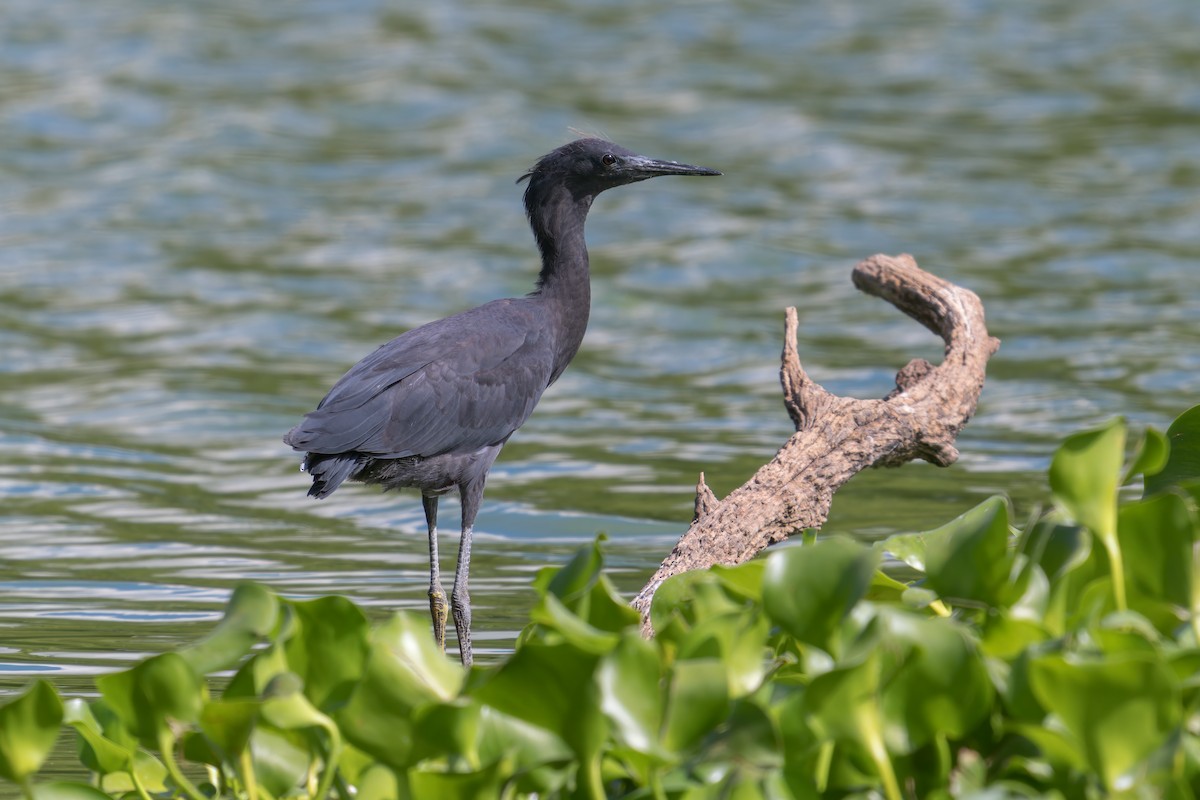 Black Heron - Mario Vigo