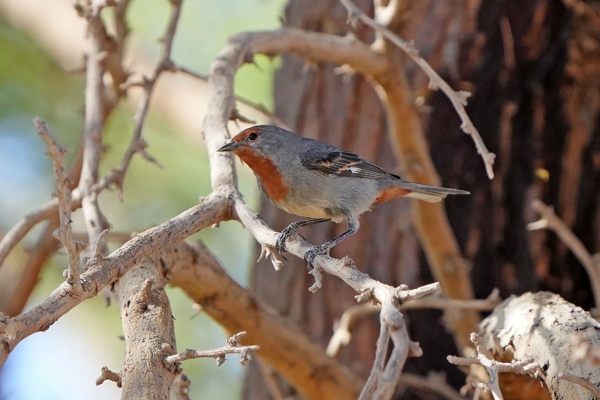 Tamarugo Conebill - ML615668073