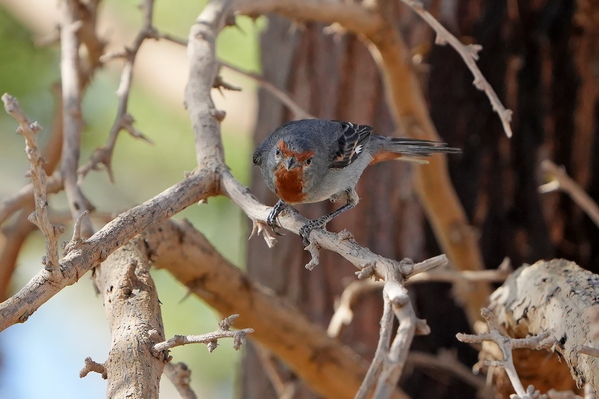 Tamarugo Conebill - ML615668075