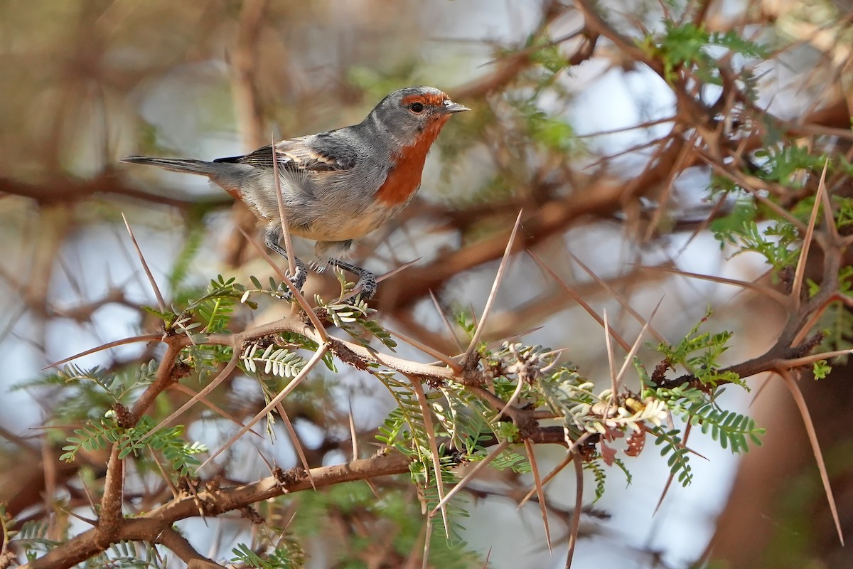 Tamarugo Conebill - ML615668076