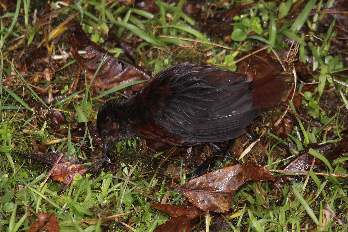 Chestnut Forest Rail - ML615668081