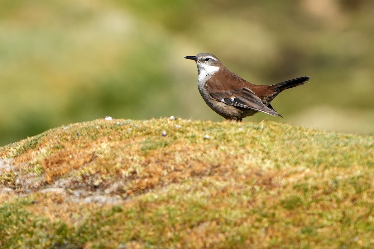 White-winged Cinclodes - ML615668099