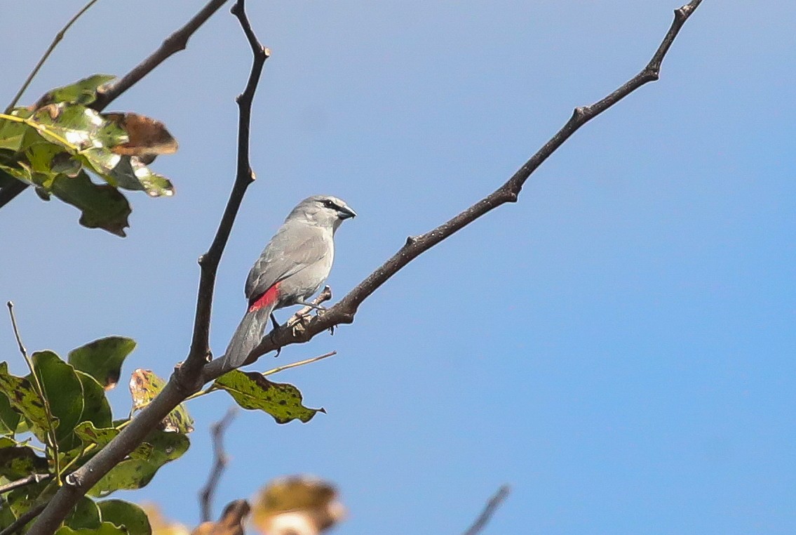 Black-tailed Waxbill - Adam Buckham