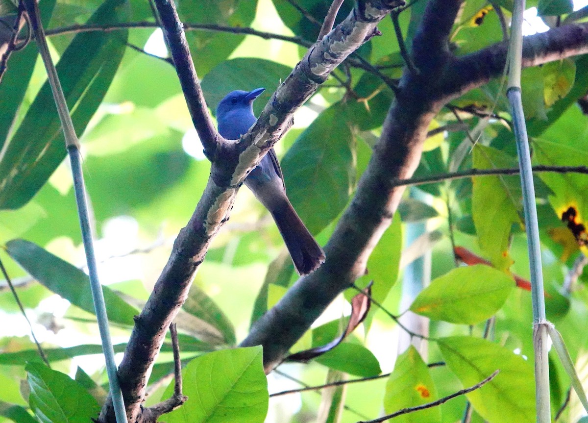 Blue Paradise-Flycatcher - ML615668178