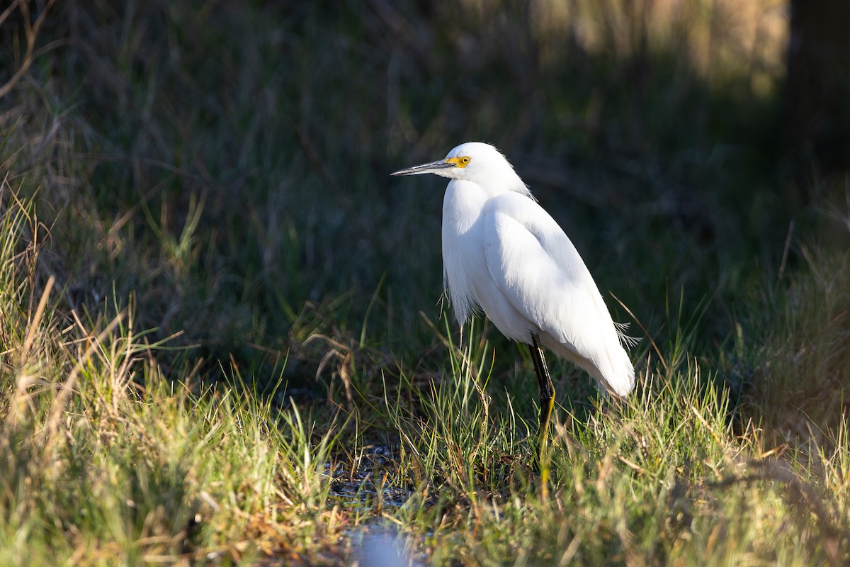 Snowy Egret - John Liber