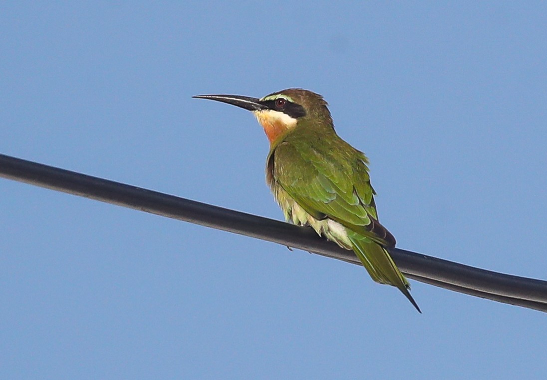 Madagascar Bee-eater - ML615668337