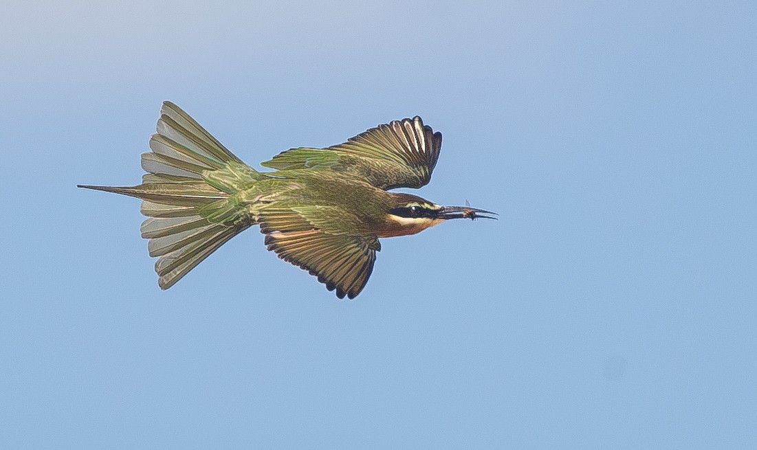 Madagascar Bee-eater - ML615668339