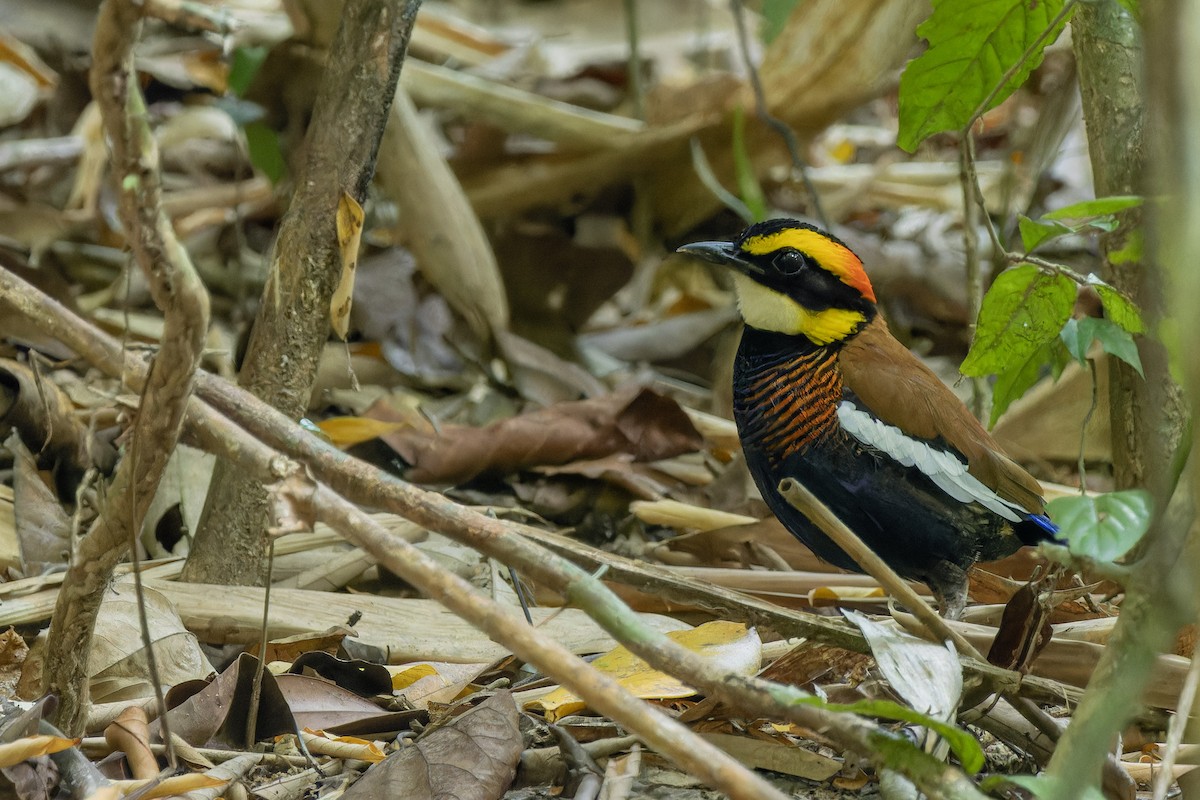 Malayan Banded-Pitta - ML615668360